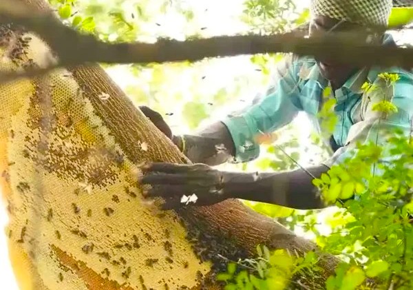 Honey collecting