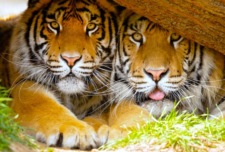 Explore the wild relationship of nature in South India's UNESCO Western Ghats, home to majestic Bengal tigers, on a tour from Madurai and Mysore Palace to Munnar and Kochi in Tamil Nadu, India. Explore the wild relationship of nature in South India's UNESCO Western Ghats, home to majestic Bengal tigers, on a tour from Madurai and Mysore Palace to Munnar and Kochi in Tamil Nadu, India.