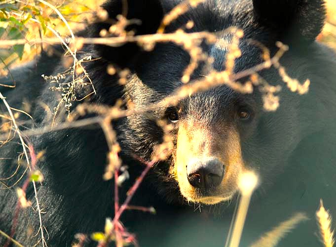 A Himalayan Black Bear forages in Dachigam National Park, which includes a Jeep Safari, near Kashmir-Srinagar (a UNESCO City of Arts), deep in the Himalayas near Shankaracharya Hill or Sinthan Top. A Himalayan Black Bear forages in Dachigam National Park, which includes a Jeep Safari, near Kashmir-Srinagar (a UNESCO City of Arts), deep in the Himalayas near Shankaracharya Hill or Sinthan Top.