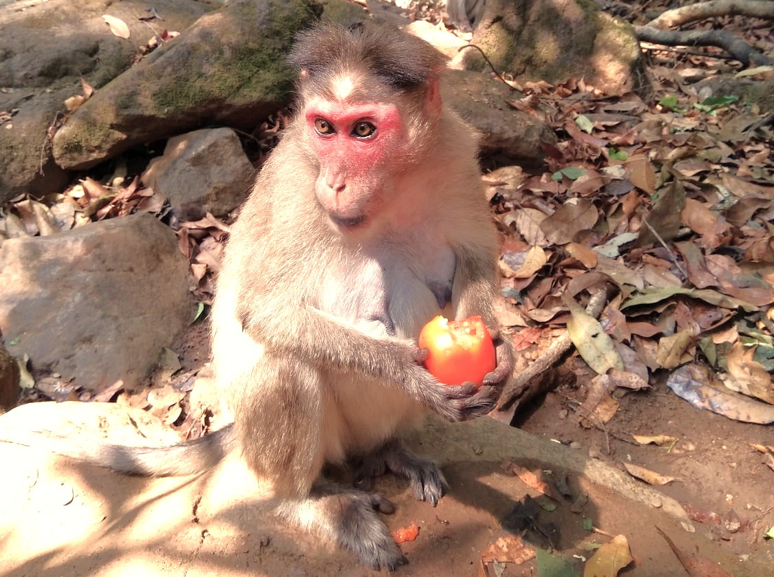 A bonnet macaque monkey sits on a rock eating a piece of fruit, a common wildlife sighting for tourists in Badami, Karnataka, India. These monkeys are often seen near the sacred Agastya Lake and the cave temples, close to the Pattadakal UNESCO World Heritage site. A bonnet macaque monkey sits on a rock eating a piece of fruit, a common wildlife sighting for tourists in Badami, Karnataka, India. These monkeys are often seen near the sacred Agastya Lake and the cave temples, close to the Pattadakal UNESCO World Heritage site.