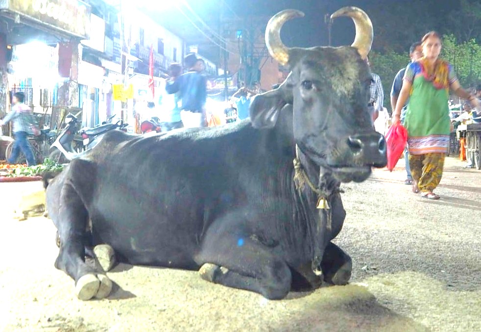 A sacred cow rests on a street in Delhi, India, near the ancient stepwell Agrasen Ki Baoli, a landmark close to UNESCO World Heritage sites like the Red Fort and Humayun's Tomb.