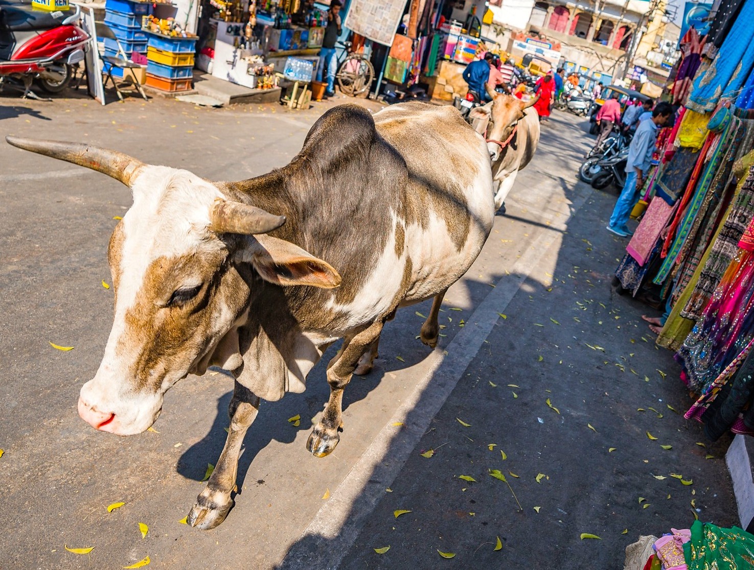 A cow ambles through Jaipur’s lively market street below Amber Fort, a UNESCO site in Rajasthan, India, passing colorful stalls of vibrant textiles, scooters, local artisans, and bustling eager tourists. A cow ambles through Jaipur’s lively market street below Amber Fort, a UNESCO site in Rajasthan, India, passing colorful stalls of vibrant textiles, scooters, local artisans, and bustling eager tourists.