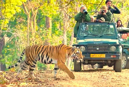 Experience a thrilling Bengal Tiger safari in India, enjoying adventures far from Delhi, Mumbai, Kerala, and Mysore before visiting the UNESCO Taj Mahal monument. Experience a thrilling Bengal Tiger safari in India, enjoying adventures far from Delhi, Mumbai, Kerala, and Mysore before visiting the UNESCO Taj Mahal monument.