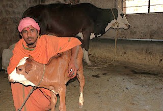 A local man cares for a newborn calf near Anegundi Fort in Karnataka, India, showcasing the traditional rural life that thrives around the Hampi UNESCO site. This historic region is also renowned for its architectural wonders, including the Queen's Baths, Vittala Temple, and the Elephant Stables.