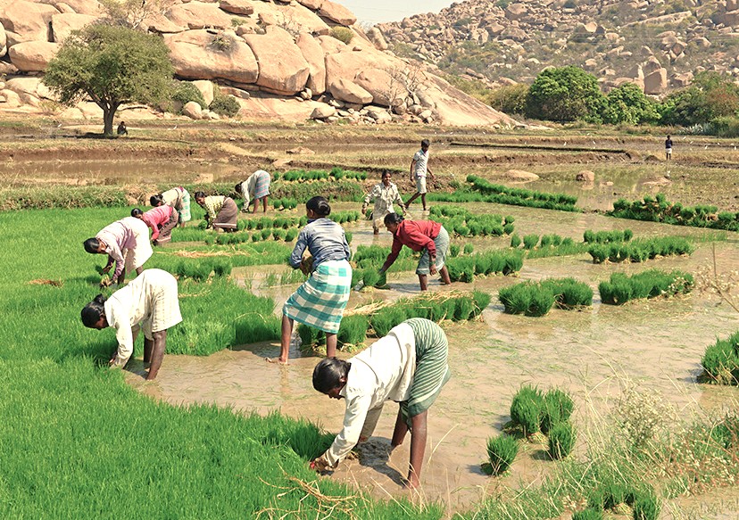 Local farmers planting rice in the lush Anegundi Rice Fields, Karnataka, India, showcases a timeless agricultural scene near the Hampi UNESCO site, renowned for its historical marvels including the Queen's Baths, the sacred Vittala Temple, and the magnificent Elephant Stables. Local farmers planting rice in the lush Anegundi Rice Fields, Karnataka, India, showcases a timeless agricultural scene near the Hampi UNESCO site, renowned for its historical marvels including the Queen's Baths, the sacred Vittala Temple, and the magnificent Elephant Stables.