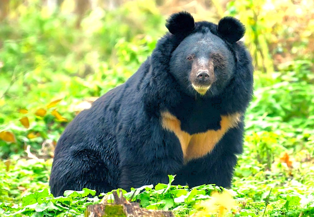 "Spot the Himalayan Black Bear in Dachigam National Park near Srinagar, joining Kashmir highlights like saffron fields, the scenic railway through lower Himalayas, and a Dal Lake sunset boat tour." "Spot the Himalayan Black Bear in Dachigam National Park near Srinagar, joining Kashmir highlights like saffron fields, the scenic railway through lower Himalayas, and a Dal Lake sunset boat tour."