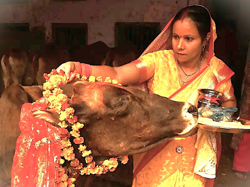 Devout Hindu woman in Aurangabad, Maharashtra, garlands a sacred cow during a traditional ceremony, reflecting India’s cultural heritage along the Mumbai–Aurangabad UNESCO railway historic journey to Elora and Ajanta Caves.