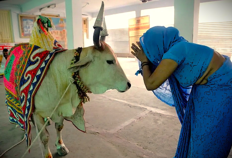 A devotee receives blessings from a sacred, decorated cow at the Avantiswami Temple in Kashmir, a historic site near Srinagar, saffron fields, Aru Valley, and Betaab Valley. A devotee receives blessings from a sacred, decorated cow at the Avantiswami Temple in Kashmir, a historic site near Srinagar, saffron fields, Aru Valley, and Betaab Valley.