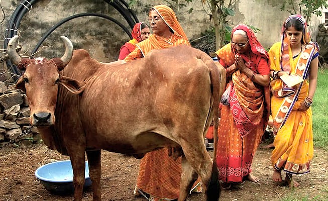 Local women in traditional dress honor a sacred cow in Jammu and Kashmir, a cultural experience found near Srinagar, Babu Arts and Craft Emporium, saffron fields, Aru Valley, and Betaab Valley.