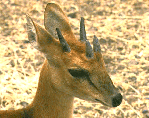 four-horned antelope