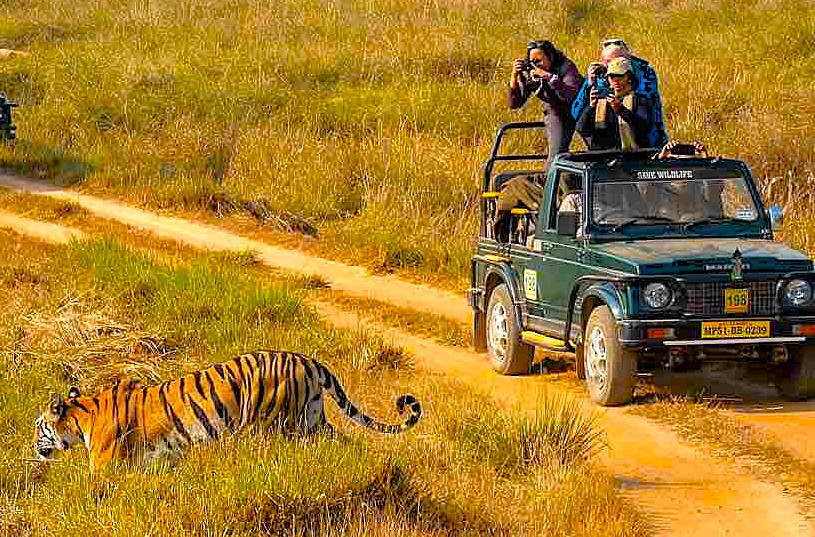 “Spectacular Bengal tiger crossing a grassland path during a Bandipur National Park Tiger Reserve safari in Karnataka, India, as wildlife tourists capture thrilling jungle moments.”