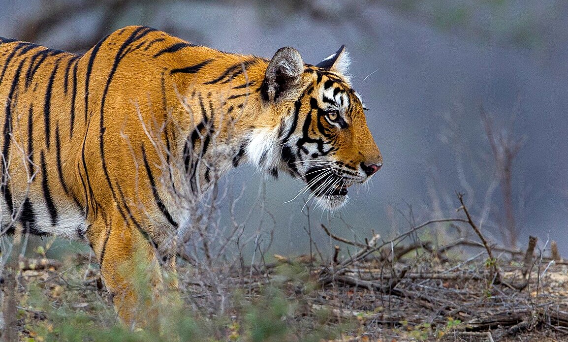 “Majestic Bengal tiger prowling along a watering hole in Bandipur National Park Tiger Reserve, Karnataka, India safari destination renowned for wildlife conservation, thrilling jungle adventure.”