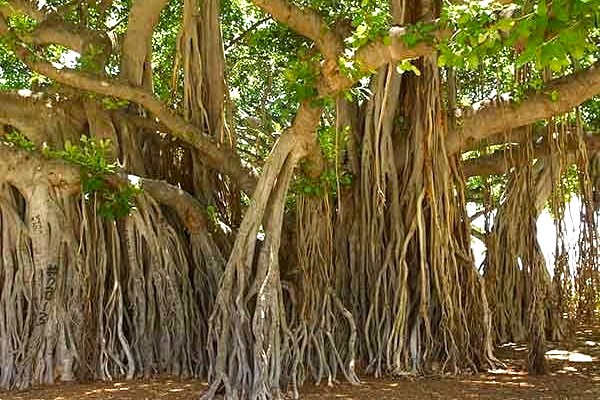 Banyan tree Chennai