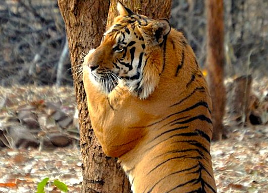 A majestic Bengal tiger resting against a tree in a dense forest sanctuary near Sarnath Temple Buddha and Bharat Kala Bhavan Museum in Varanasi, Uttar Pradesh, India, showcasing wildlife conservation.