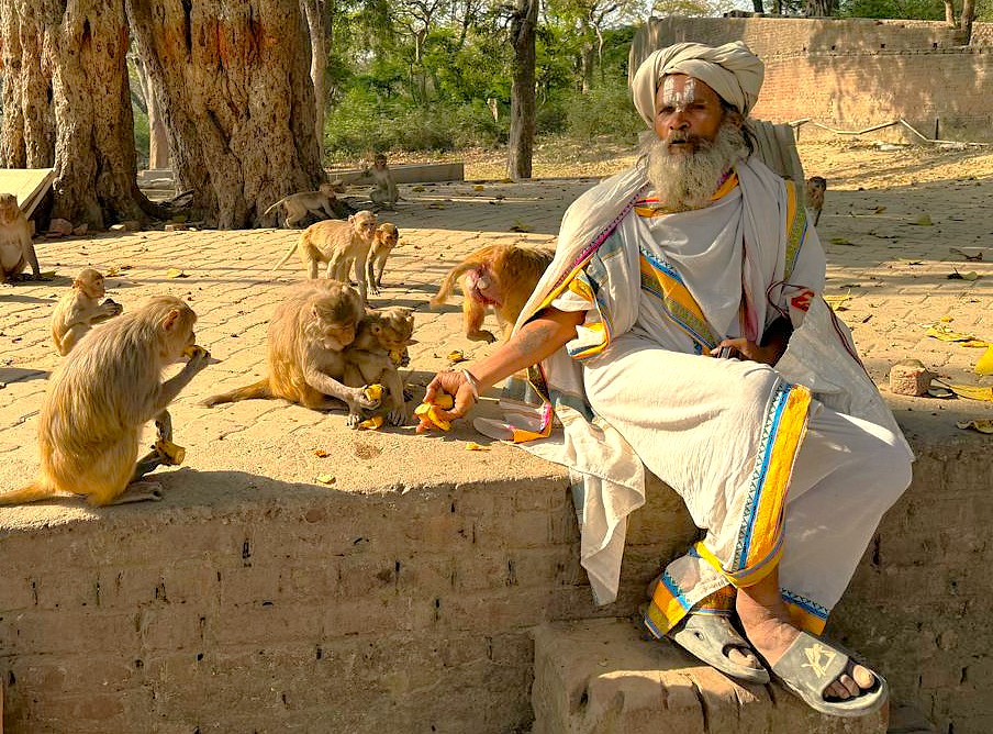 Traditional Indian sadhu feeding monkeys at Bibi Ka Maqbara in Aurangabad, Maharashtra, India welcomes visitors exploring UNESCO Ellora and Ajanta Caves, showcasing cultural heritage and wildlife coexistence at historic monument.