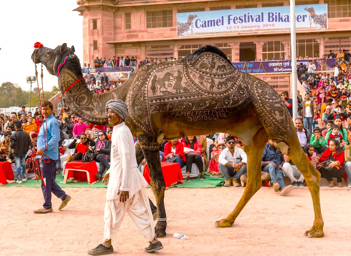 Spectacularly decorated camels parade at the annual Bikaner Camel Festival in Rajasthan’s Thar Desert, India, where traditional Rajasthani herders in vibrant attire showcase camel art, competitions and desert cultural festivities.