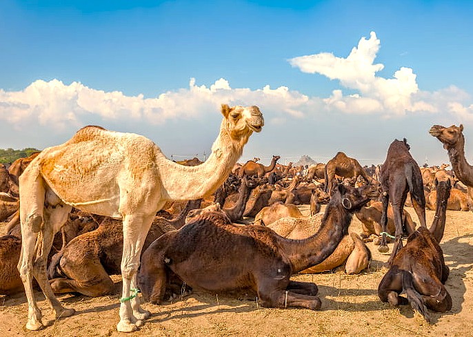 A herd of camels gathers for the annual Bikaner Camel Festival in Rajasthan, India, a vibrant cultural attraction for tourists visiting nearby Jodhpur, Jaipur, and Udaipur.