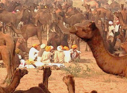 Traders gather with their herds for the famous Bikaner Camel Festival in Rajasthan, India, a vibrant cultural event for tourists visiting nearby Jodhpur, Jaipur, and Udaipur.