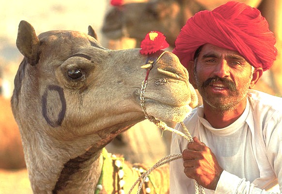 At the vibrant Bikaner Camel Festival in Rajasthan’s Thar Desert, India, a decorated camel and its traditional Rajasthani handler showcase intricate adornments, cultural heritage and desert celebrations attracting global tourism.