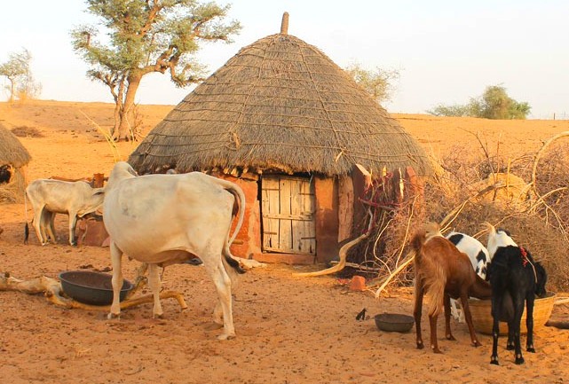 Traditional thatched mud hut and grazing cattle and goats illustrate rural life in India, Bikaner Thar Desert, Rajasthan, where families depend on livestock for subsistence amid arid landscapes under sun.