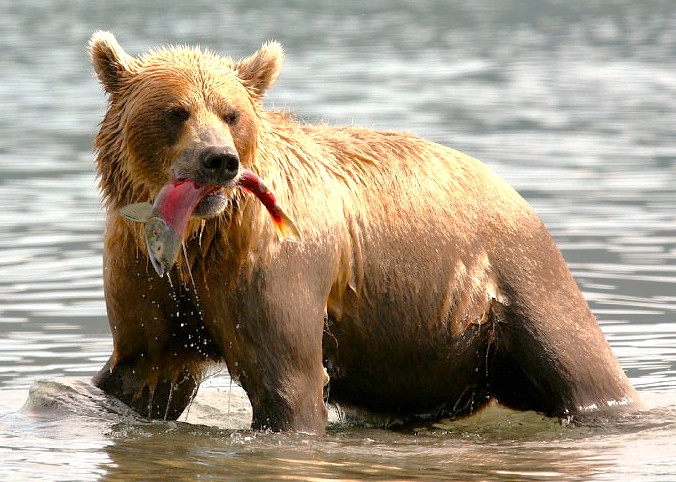 A Himalayan Brown Bear, seen near Lidder River Pahalgam or Dachigam National Park +Jeep Safari, catches fish. This Himalayas region, where Kashmir-Srinagar is a Unesco city of arts, is rich in wildlife. A Himalayan Brown Bear, seen near Lidder River Pahalgam or Dachigam National Park +Jeep Safari, catches fish. This Himalayas region, where Kashmir-Srinagar is a Unesco city of arts, is rich in wildlife.