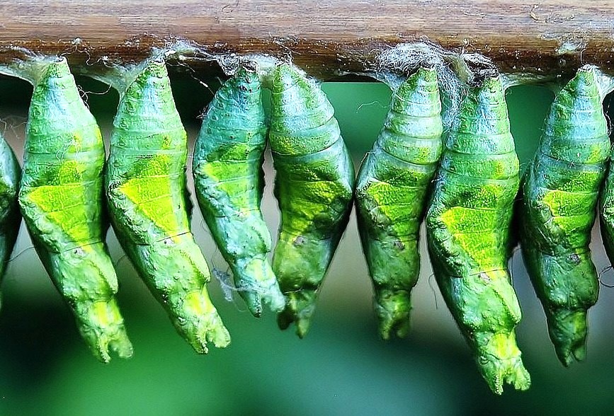 Butterfly cocoons at the Butterfly Sanctuary and Sand Sculpture Museum Mysore in Karnataka, India, a site near Mysore Palace and Tipu Sultan Palace for tourists visiting from Bangalore.