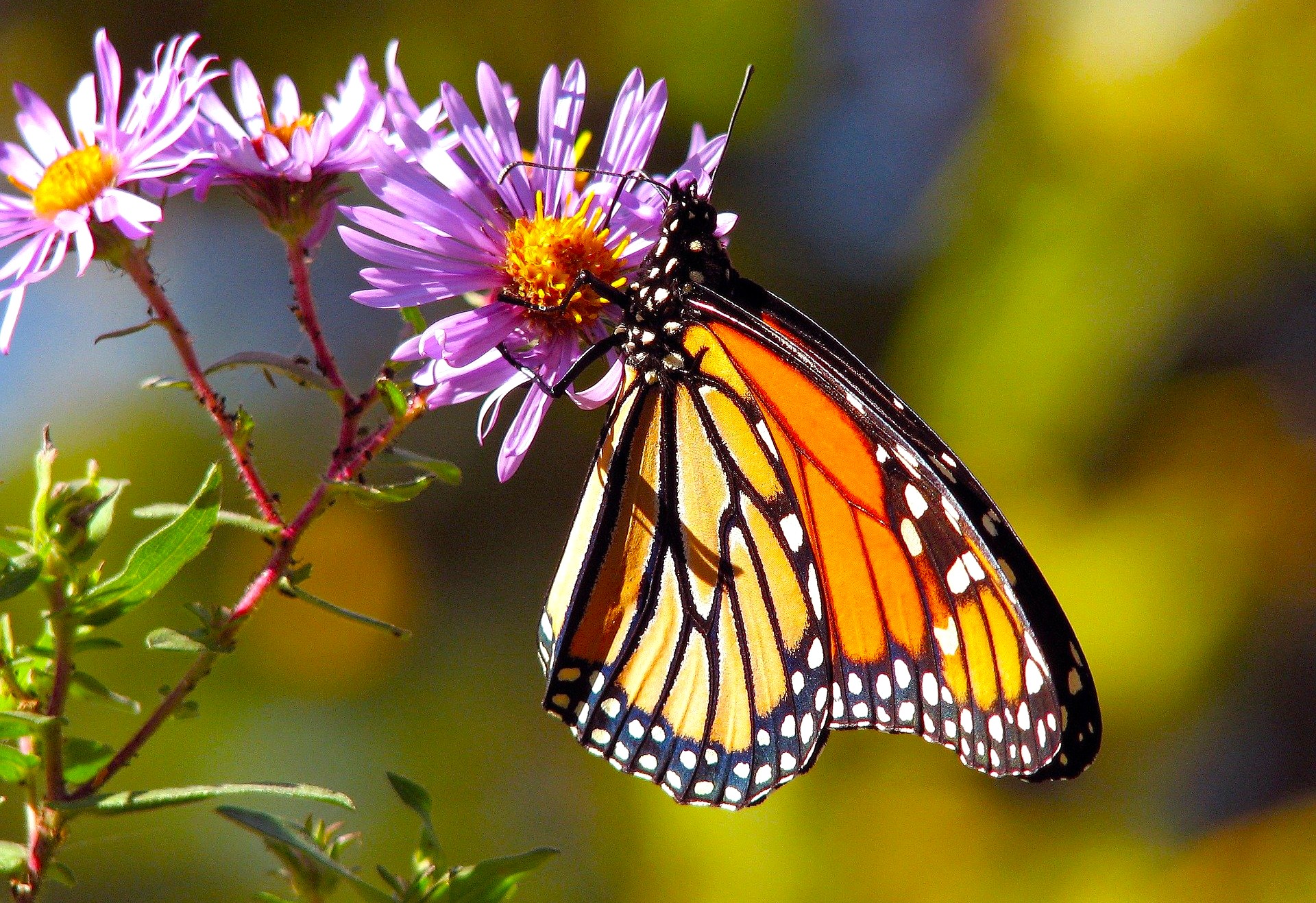 Vibrant monarch butterfly perches on purple flower at Mysore Butterfly Sanctuary in Karnataka, India, showcasing pollination ecology, conservation efforts, biodiversity preservation, and immersive nature experiences.