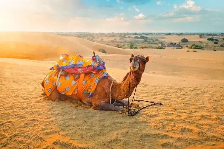 A colorful saddle-clad camel rests peacefully on golden sand dunes at sunset during the Bikaner Camel Safari in the Thar Desert of Rajasthan, India, offering an authentic desert adventure experience.
