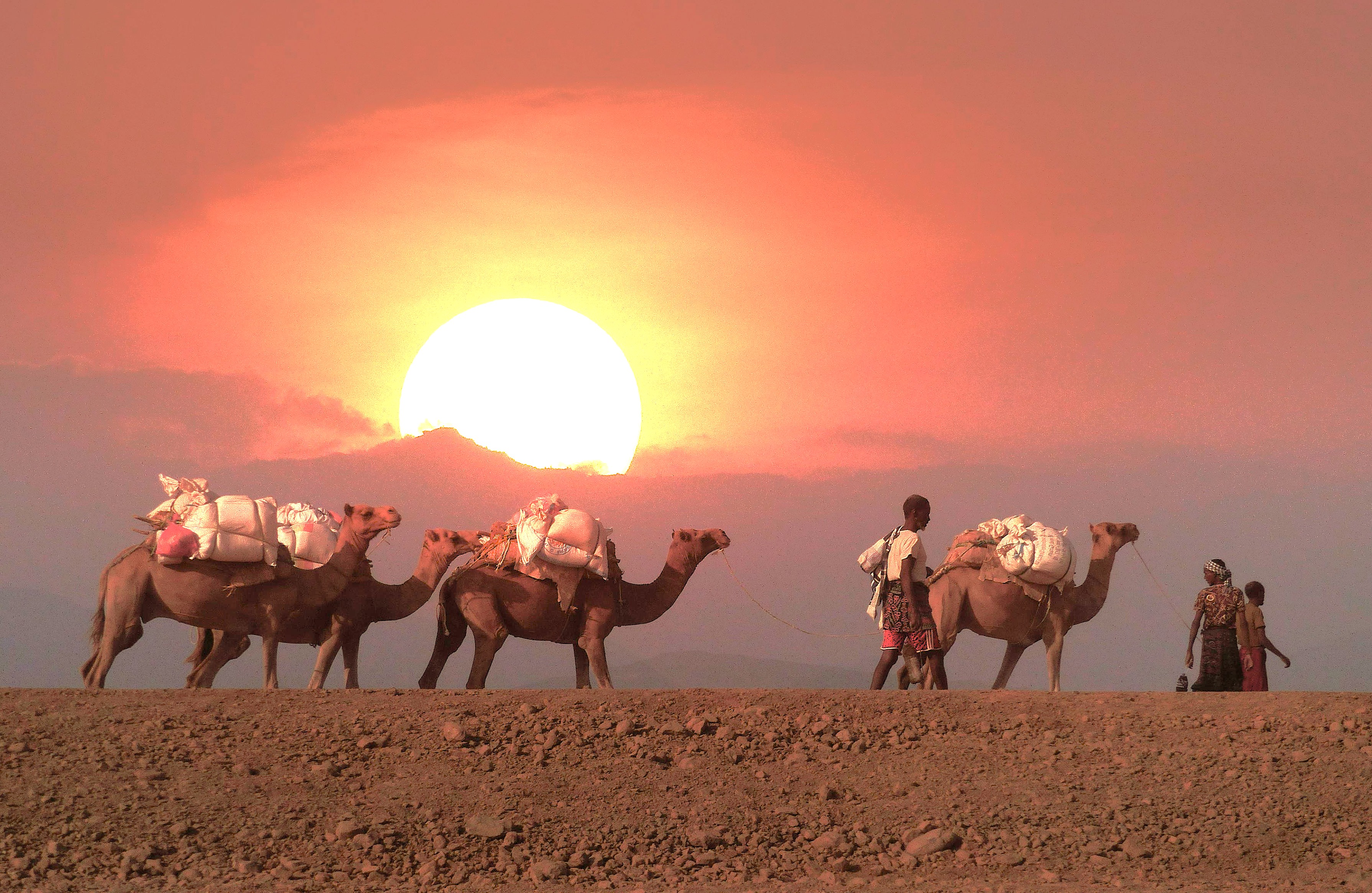 Experience the Camel festival Rajasthan, an iconic part of India's culture, far from the bustling metropolitan centers of Delhi, Mumbai, Kerala, and Mysore, before visiting the Taj Mahal-Unesco. Experience the Camel festival Rajasthan, an iconic part of India's culture, far from the bustling metropolitan centers of Delhi, Mumbai, Kerala, and Mysore, before visiting the Taj Mahal-Unesco.