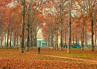 A person walks through the beautiful Chinar Bagh Ghat during autumn, surrounded by iconic Chinar trees and fallen leaves in Srinagar, Jammu and Kashmir, India.