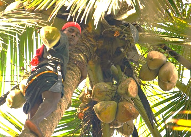 A skilled climber harvests fresh coconuts from a towering palm tree against the tropical backdrop of Kochi’s Chinese Fishing Nets in Kerala, South India, highlighting vibrant coastal livelihoods and heritage. A skilled climber harvests fresh coconuts from a towering palm tree against the tropical backdrop of Kochi’s Chinese Fishing Nets in Kerala, South India, highlighting vibrant coastal livelihoods and heritage.