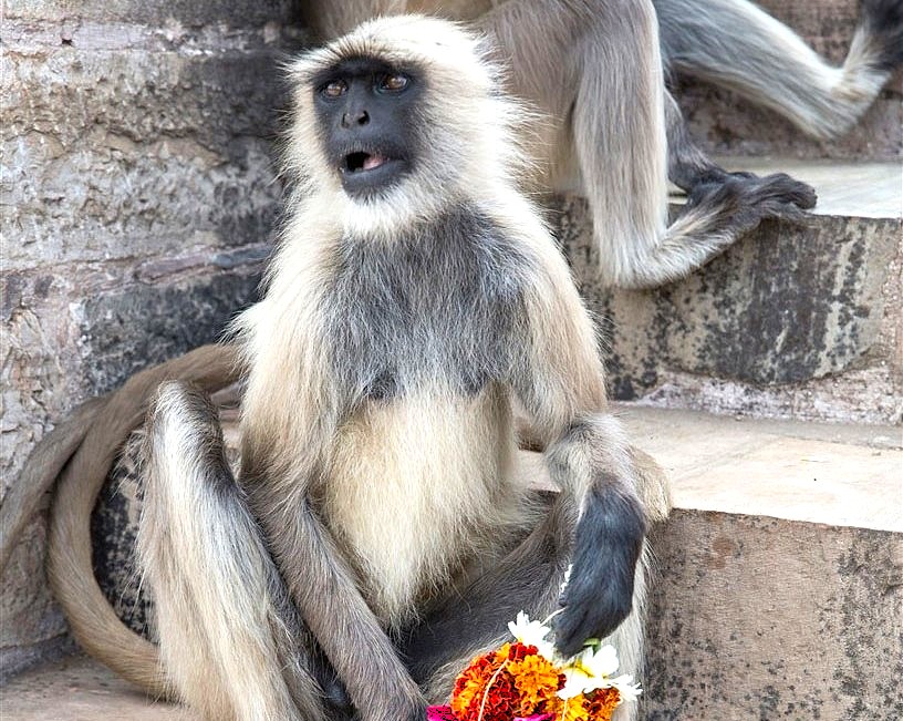 Surreal langur monkey with human-like face clutching vibrant marigold and jasmine flower garland on ancient sandstone temple steps at Chittargarh Fort in Rajasthan, India, blending wildlife imagery and cultural heritage.