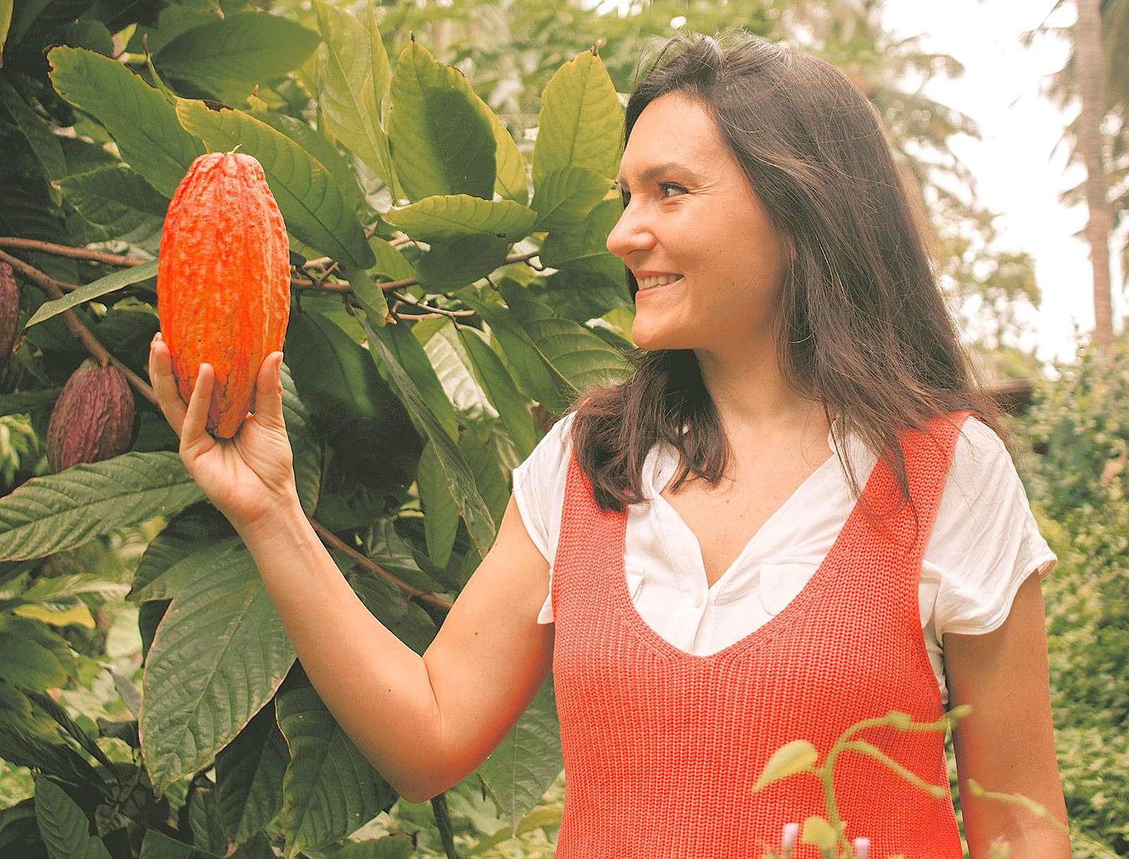 Moddy’s Chocolate tours in Ooty, Tamil Nadu, Southern India invite visitors to explore local cocoa plantations, holding ripe cocoa pods, learning artisanal chocolate origins firsthand. Moddy’s Chocolate tours in Ooty, Tamil Nadu, Southern India invite visitors to explore local cocoa plantations, holding ripe cocoa pods, learning artisanal chocolate origins firsthand.