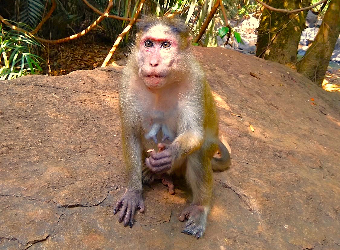 A monkey sits on a rock, common wildlife for tourists to see in Goa, India, near beaches and the Old Goa-Unesco churches like the Church of Saint Augustine. A monkey sits on a rock, common wildlife for tourists to see in Goa, India, near beaches and the Old Goa-Unesco churches like the Church of Saint Augustine.