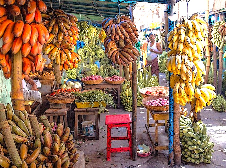 Bunches of red and yellow bananas hang at a vibrant fruit stall in the famous Town Hall Markets of Coimbatore, Tamil Nadu, India. This bustling market offers an authentic local experience for tourists visiting the popular nearby hill stations of Kodaikanal and Ooty. Bunches of red and yellow bananas hang at a vibrant fruit stall in the famous Town Hall Markets of Coimbatore, Tamil Nadu, India. This bustling market offers an authentic local experience for tourists visiting the popular nearby hill stations of Kodaikanal and Ooty.