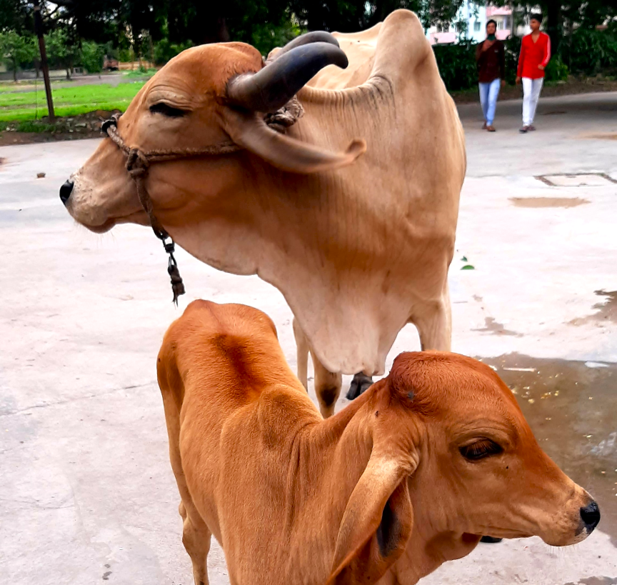  “A cow and calf roam a lush semi-urban park near Umaid Bhawan Palace in Jodhpur, Rajasthan, India, showcasing traditional rural charm, local cultural heritage, greenery, wet pathways and village life.”