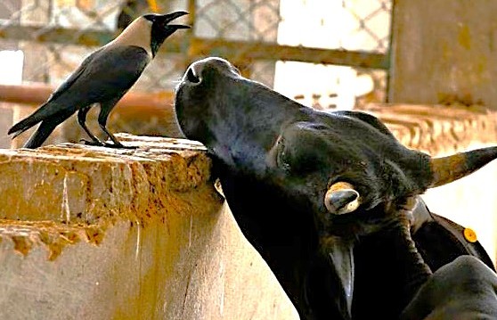 "Sacred cow and house crow share a moment at Agra Fort in Uttar Pradesh, India, a UNESCO World Heritage site showcasing traditional animal relationships." "Sacred cow and house crow share a moment at Agra Fort in Uttar Pradesh, India, a UNESCO World Heritage site showcasing traditional animal relationships."