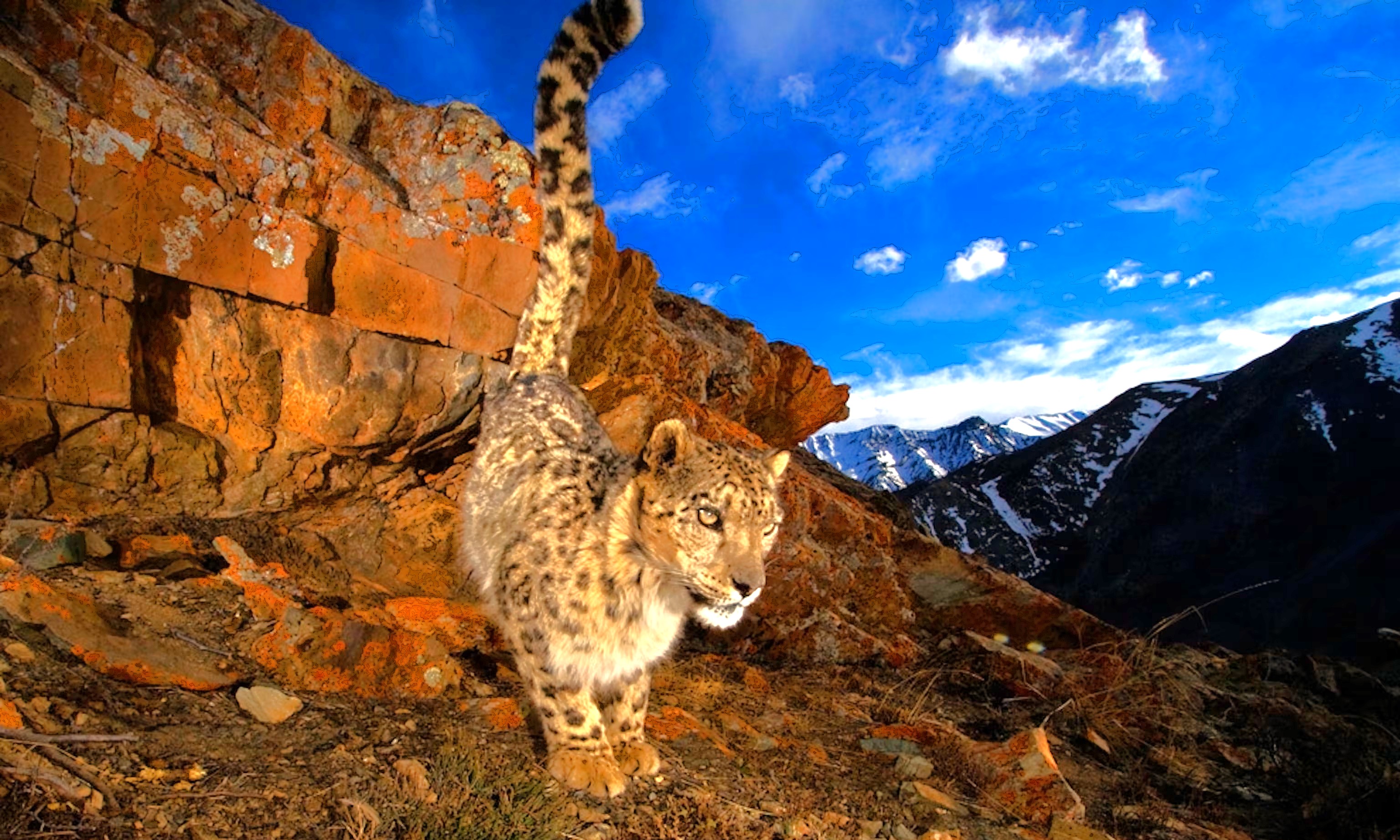 An elusive Snow Leopard stalks the high Himalayas near Dachigam National Park, Kashmir-Srinagar, India, a rare sighting even on a Jeep Safari, far from Shankaracharya Hill and Sinthan Top. An elusive Snow Leopard stalks the high Himalayas near Dachigam National Park, Kashmir-Srinagar, India, a rare sighting even on a Jeep Safari, far from Shankaracharya Hill and Sinthan Top.
