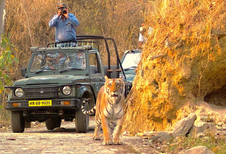 A tiger spotted on a Jeep Safari, an activity in Dachigam National Park near Kashmir-Srinagar (a UNESCO city of arts), in the Himalayas near Shankaracharya Hill or Sinthan Top. A tiger spotted on a Jeep Safari, an activity in Dachigam National Park near Kashmir-Srinagar (a UNESCO city of arts), in the Himalayas near Shankaracharya Hill or Sinthan Top.