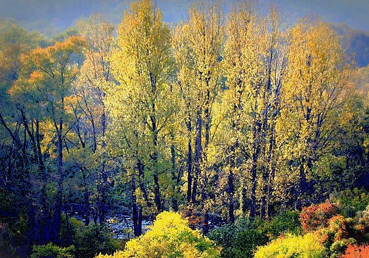 Golden autumn trees in Dachigam National Park +Jeep Safari, near Kashmir-Srinagar (a Unesco city of arts), highlight the Himalayas' beauty, near Shankaracharya Hill or Sinthan Top. Golden autumn trees in Dachigam National Park +Jeep Safari, near Kashmir-Srinagar (a Unesco city of arts), highlight the Himalayas' beauty, near Shankaracharya Hill or Sinthan Top.