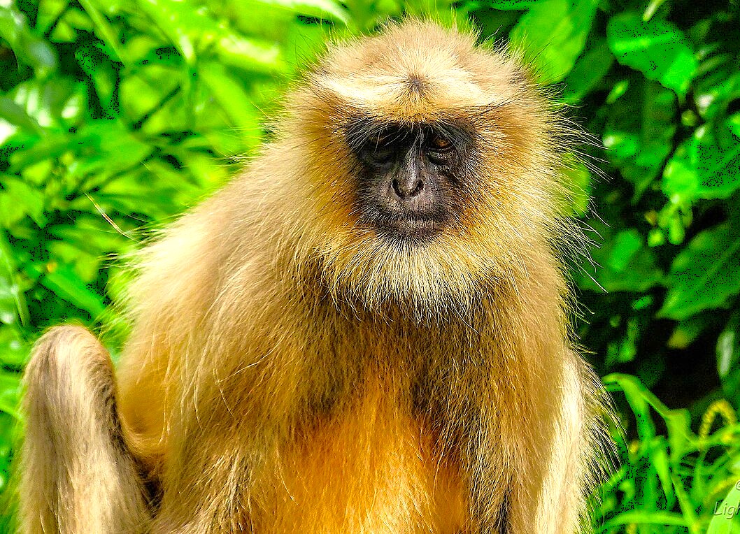 Curious langur perched on ancient stone walls of Daulatabad Fort in Aurangabad, Maharashtra, India, against backdrop of UNESCO-listed Ellora and Ajanta Caves, highlighting local wildlife and vibrant cultural tourism appeal.