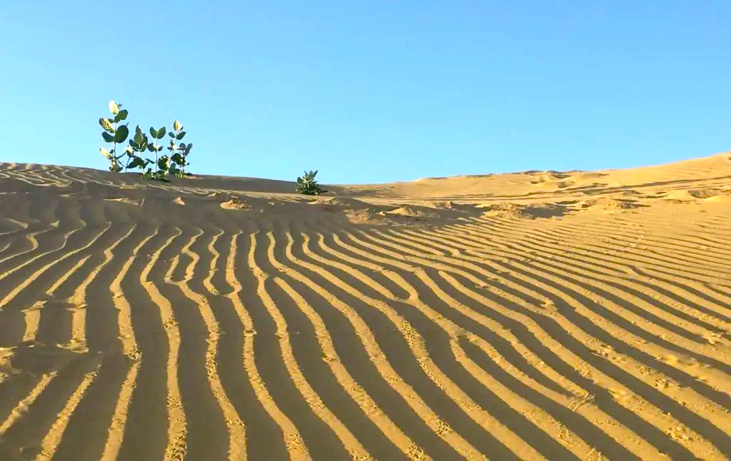 Thar Desert Thar Desert