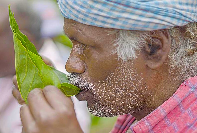 The cultural fabric of Dodabetta is rich and diverse, full of heritage that comes alive during Heritage & Cultural Symphonies The heritage thrives through its community events and celebrations that bring the local culture to life. Throughout the year, especially during the Tea Festival in July, we will participate in lively activities that highlight the importance of tea in local traditions. The festival features traditional music, dance performances, and tea-tasting events, allowing us to immerse ourselves in the cultural fabric of the region. Engaging with residents during these festivities offers an enriching experience, as they share stories about their connection to tea cultivation, reinforcing the importance of their agricultural heritage. The cultural fabric of Dodabetta is rich and diverse, full of heritage that comes alive during Heritage & Cultural Symphonies The heritage thrives through its community events and celebrations that bring the local culture to life. Throughout the year, especially during the Tea Festival in July, we will participate in lively activities that highlight the importance of tea in local traditions. The festival features traditional music, dance performances, and tea-tasting events, allowing us to immerse ourselves in the cultural fabric of the region. Engaging with residents during these festivities offers an enriching experience, as they share stories about their connection to tea cultivation, reinforcing the importance of their agricultural heritage.