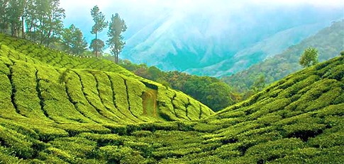 Tea bushes at Dodabetta Tea Plantation Ooty in Tamil Nadu, southern India showcase misty rolling hills scenic vistas of southern India, ideal for eco tours. Tea bushes at Dodabetta Tea Plantation Ooty in Tamil Nadu, southern India showcase misty rolling hills scenic vistas of southern India, ideal for eco tours.