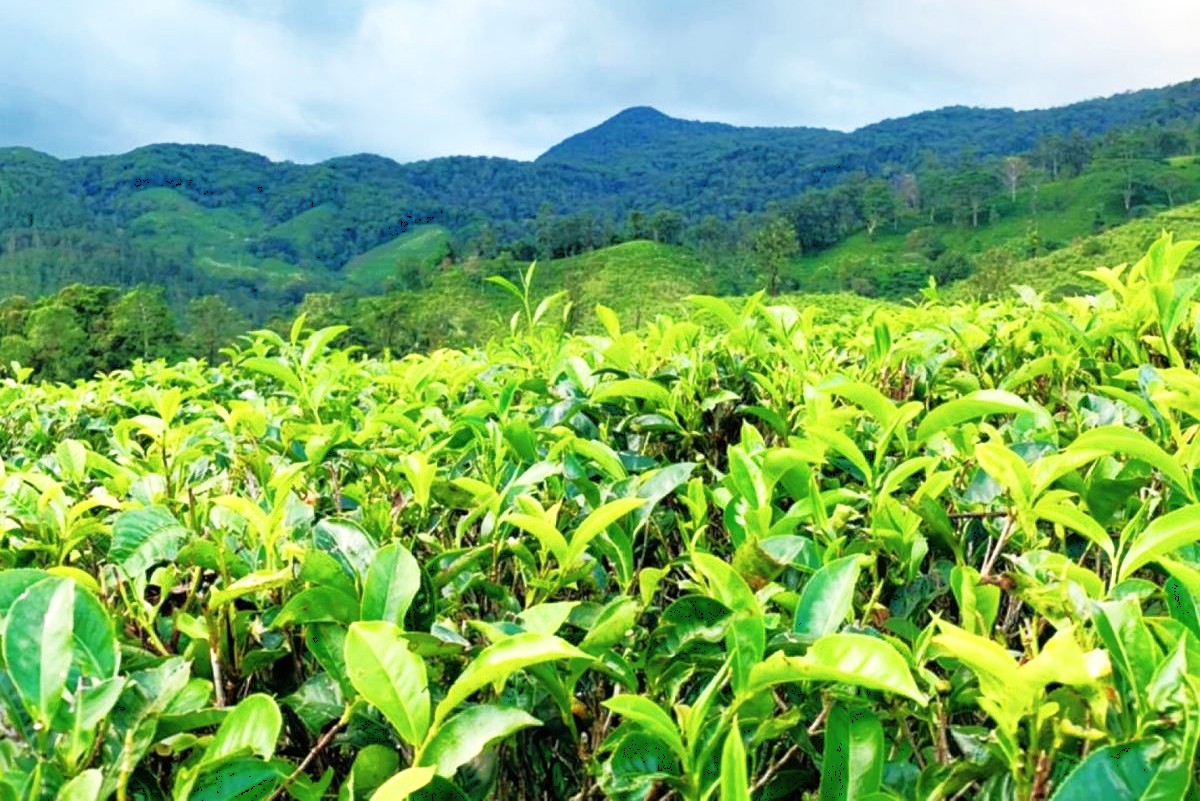 Tea bushes stretch across misty Dodabetta Tea Plantation Ooty hills in Tamil Nadu, showcasing lush landscapes and vibrant agriculture in Southern India’s scenic tea country. Tea bushes stretch across misty Dodabetta Tea Plantation Ooty hills in Tamil Nadu, showcasing lush landscapes and vibrant agriculture in Southern India’s scenic tea country.
