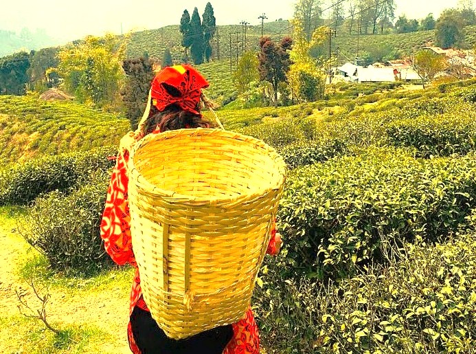 A local worker at the Dodabetta Tea Plantation embodies the timeless relationship between people and the land, a scenic attraction for tourists visiting Ooty, India, near Munnar, Kerala and the Unesco Western Ghats. A local worker at the Dodabetta Tea Plantation embodies the timeless relationship between people and the land, a scenic attraction for tourists visiting Ooty, India, near Munnar, Kerala and the Unesco Western Ghats.