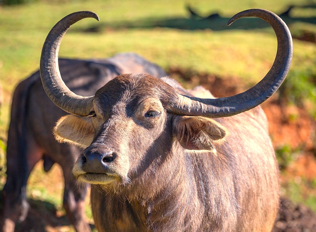 A domestic water buffalo, a common sight in rural India, seen near the Aihole Durga Temple, a heritage site near Badami and the Pattadakal UNESCO temples. A domestic water buffalo, a common sight in rural India, seen near the Aihole Durga Temple, a heritage site near Badami and the Pattadakal UNESCO temples.