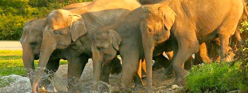 Group of wild Asian elephants bathing and walking near water in Mudumalai National Park, Karnataka, India, showcasing lush forest habitat and thriving wildlife conservation efforts.