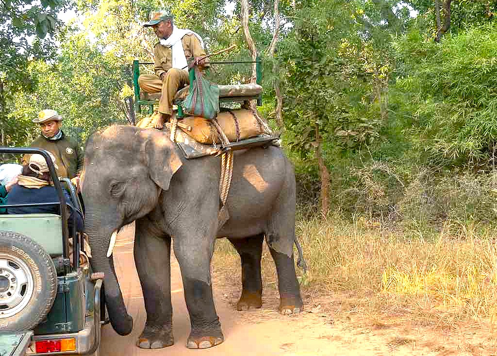 “Forest guard atop patrol elephant carrying equipment alongside a safari jeep in Bandipur National Park Tiger Reserve, Karnataka, India, during anti-poaching operations and wildlife conservation.”