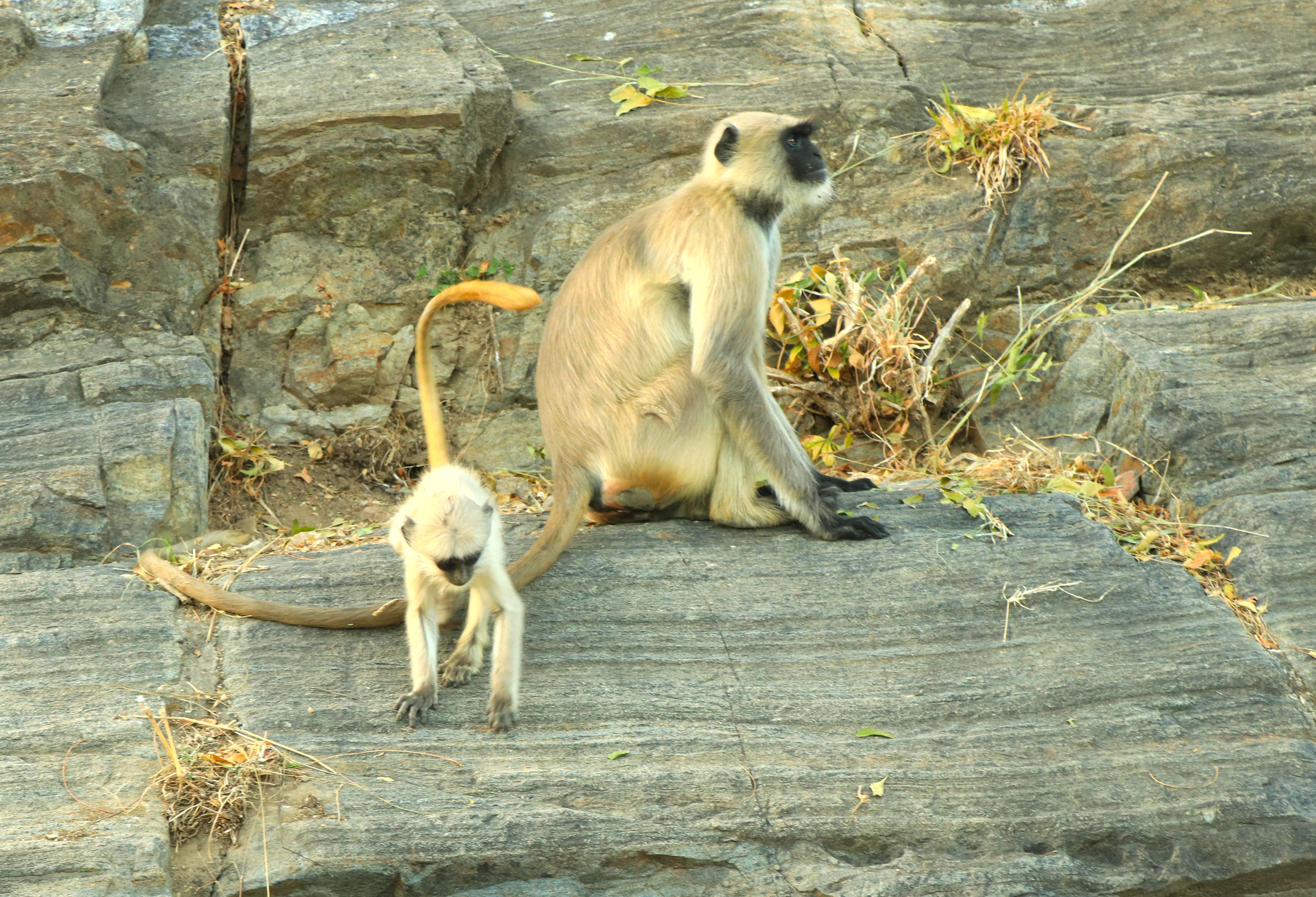 Alert hanuman langur monkeys mother and adventurous baby on ancient rocky terraces at Sri Elkingi Temple near Udaipur, Rajasthan, India, against rugged boulders and sparse vegetation, showcasing temple wildlife heritage. Alert hanuman langur monkeys mother and adventurous baby on ancient rocky terraces at Sri Elkingi Temple near Udaipur, Rajasthan, India, against rugged boulders and sparse vegetation, showcasing temple wildlife heritage.